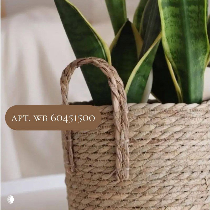 Плетёный корзинный горшок из натуральных волокон на фоне сансевиерии, акцент на текстуры и органичные материалы в интерьере джапанди.