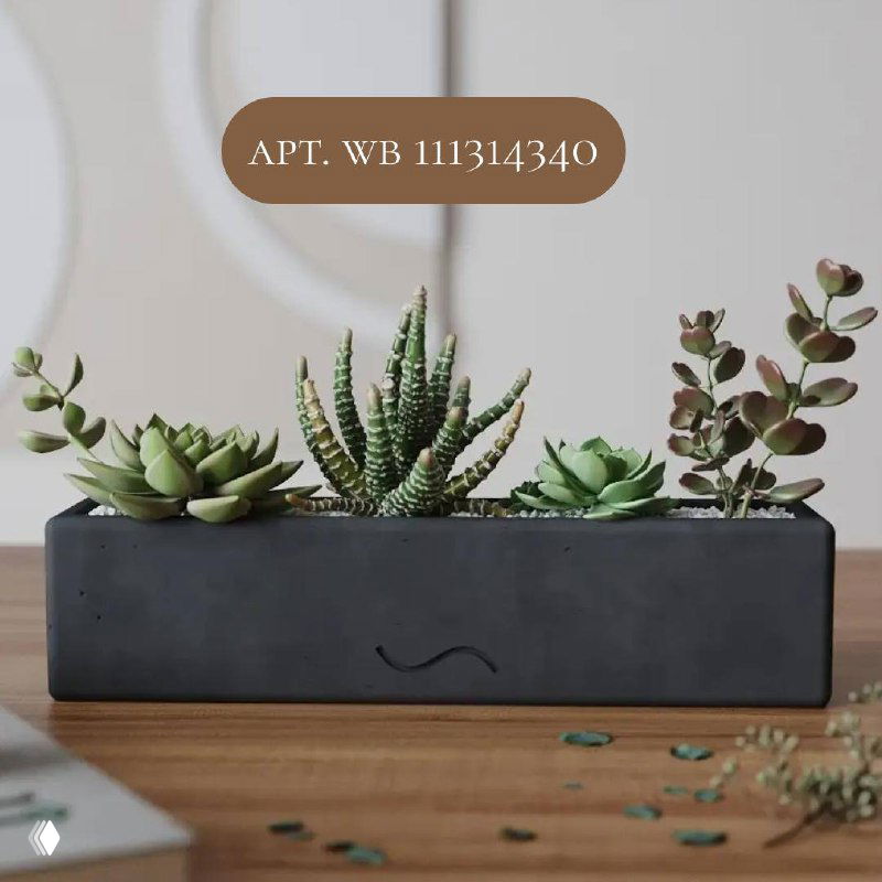 Длинный чёрный прямоугольный вазон с несколькими суккулентами на деревянной поверхности, контрастная форма в минималистичном интерьере.
