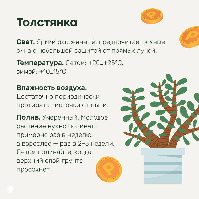 Инфографическая карточка о толстянке с рисунком растения и краткими правилами ухода: свет, температура, влажность и полив в домашних условиях.