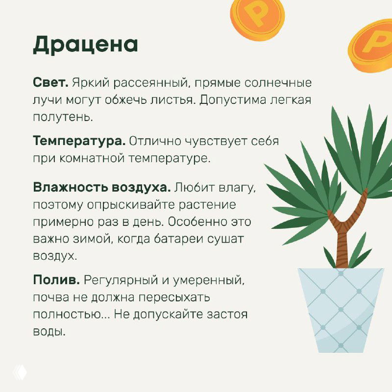 Иллюстрация карточки с драценой, где указаны советы по свету, влажности воздуха и поливу; декоративный рисунок растения в горшке.