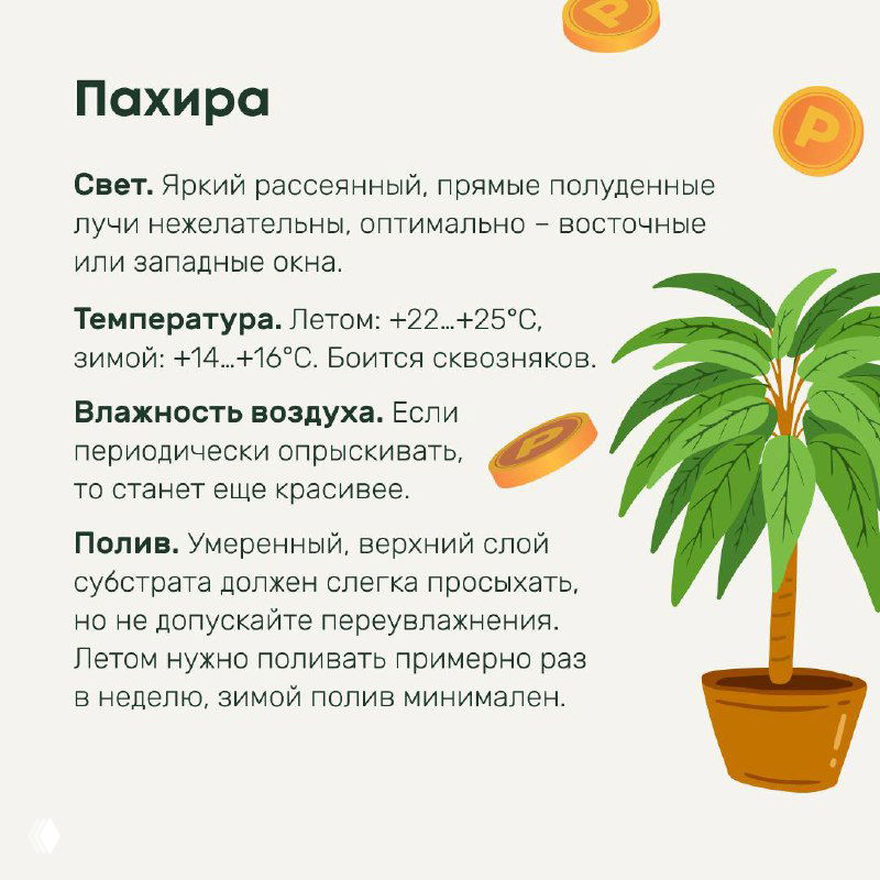 Карточка с пахирой: изображение растения в горшке и краткие рекомендации по свету, температуре, влажности и поливу для домашнего выращивания.