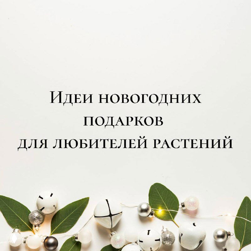 Минималистичное изображение с текстом «Идеи новогодних подарков для любителей растений»: праздничная нейтральная композиция с еловыми ветками.