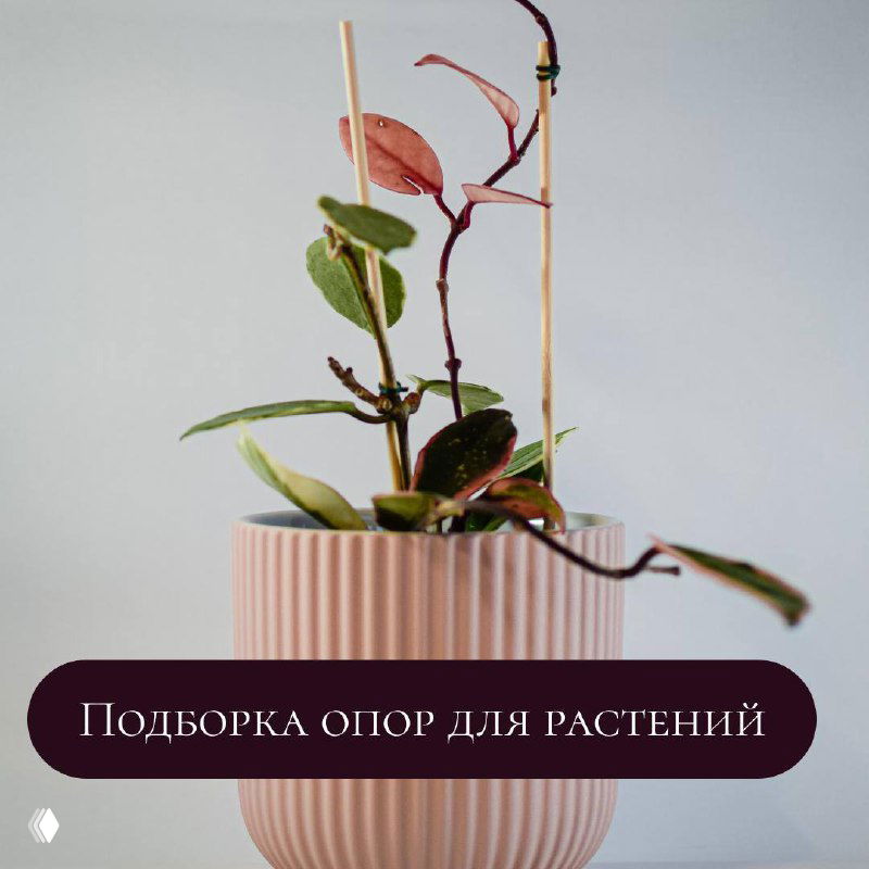 Керамический горшок с комнатным растением и тонкой вертикальной опорой, минималистичная светлая композиция для интерьера.