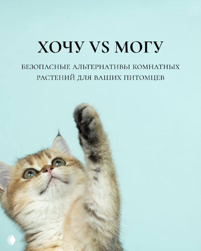 Обложка подборки: домашняя кошка тянет лапу на светлом пастельном фоне рядом с заголовком о безопасных комнатных растениях для питомцев.
