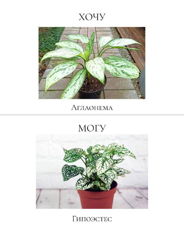 Сравнительная иллюстрация: вверху изображена аглаонема как желаемое декоративное растение, внизу — гипоастес/гипостес как более безопасная альтернатива для дома с питомцами.