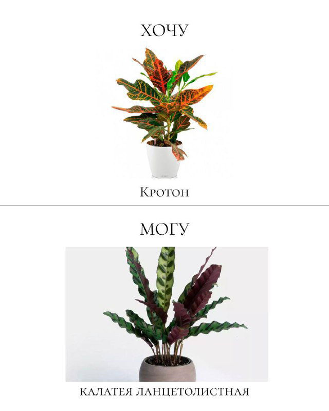 Пара фото: вверху кротон с яркой листвой, внизу калатея ланцетолистная как более безопасная и ненавязчивая альтернатива для домашних питомцев.