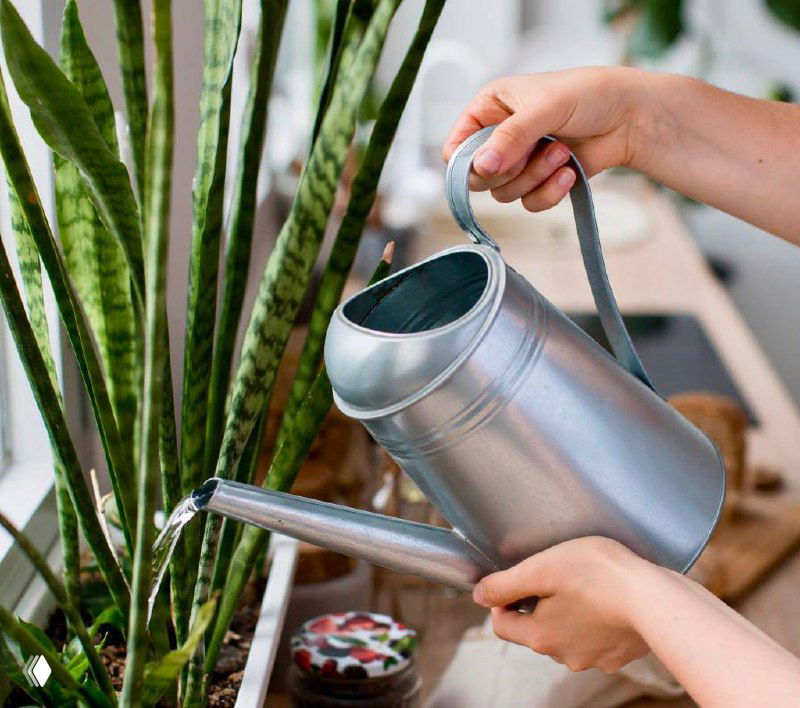 Руки поливают комнатное растение (сансевиерия) металлической лейкой у окна — визуализация совета о выборе воды для полива.