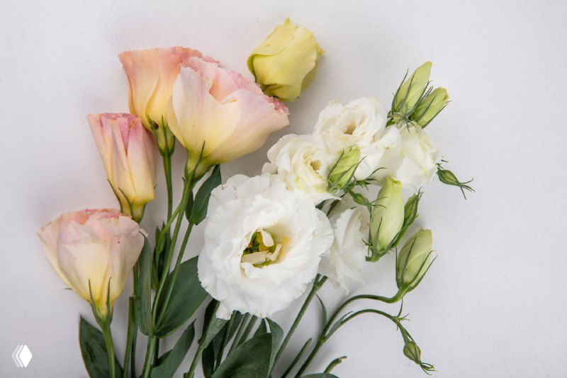 Букет эустомы (лизиантус) белого и нежно-розового цвета на светлом фоне; видны распустившиеся цветы и зелёные бутоны.