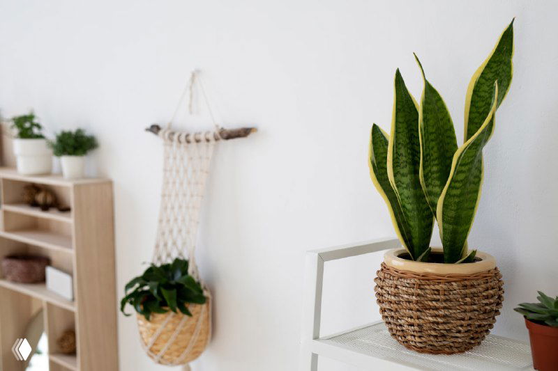 Фотография сансевиерии в плетёной корзине на полке светлого интерьера: крупные вертикальные листья с зелёной и жёлтой каймой.