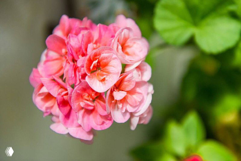 Крупный план розовой пеларгонии в горшке на размытом фоне — видно плотное соцветие, текстуру лепестков и зелёные листья.