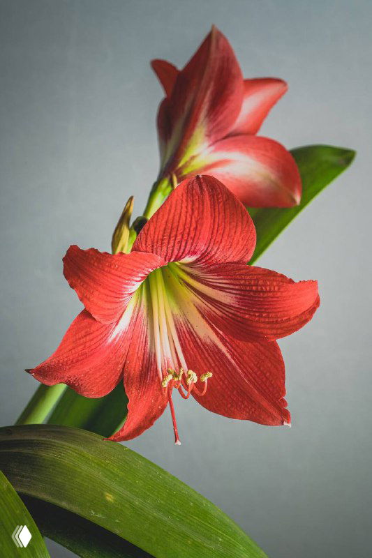 Крупный план красного гиппеаструма (амариллис) на нейтральном фоне — видно крупные лепестки, тычинки и фрагменты зелёных листьев.