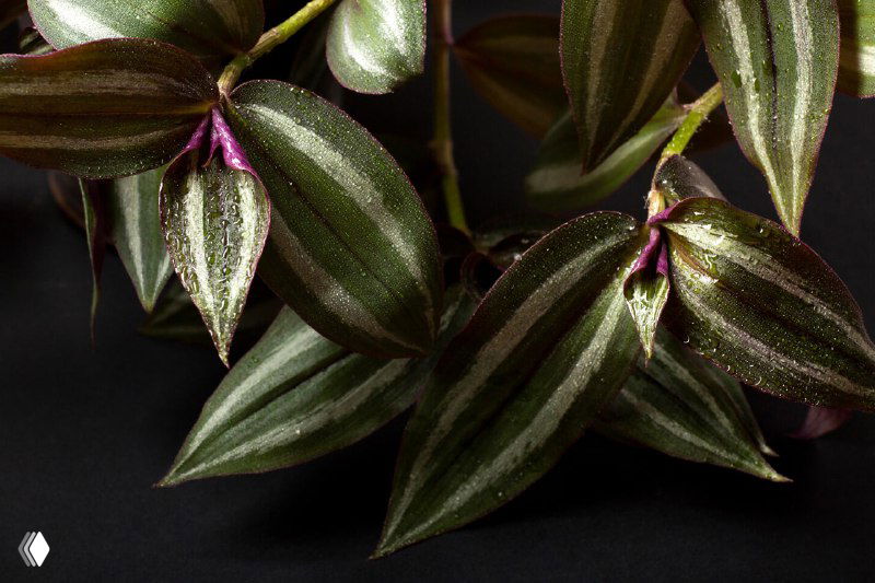 Крупный план листьев традесканции полосатой с серебристыми полосами и пурпурной тыльной стороной на тёмном фоне