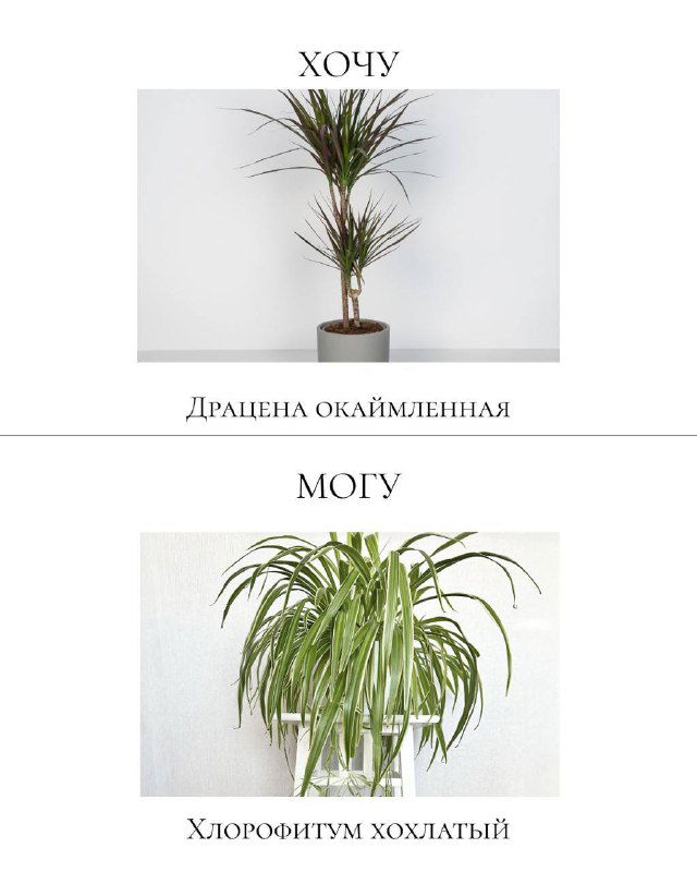Карточка сравнения: сверху драцена окрашенная с длинными узкими листьями, снизу хлорофитум хохлатый как неприхотливая и безопасная альтернатива для дома