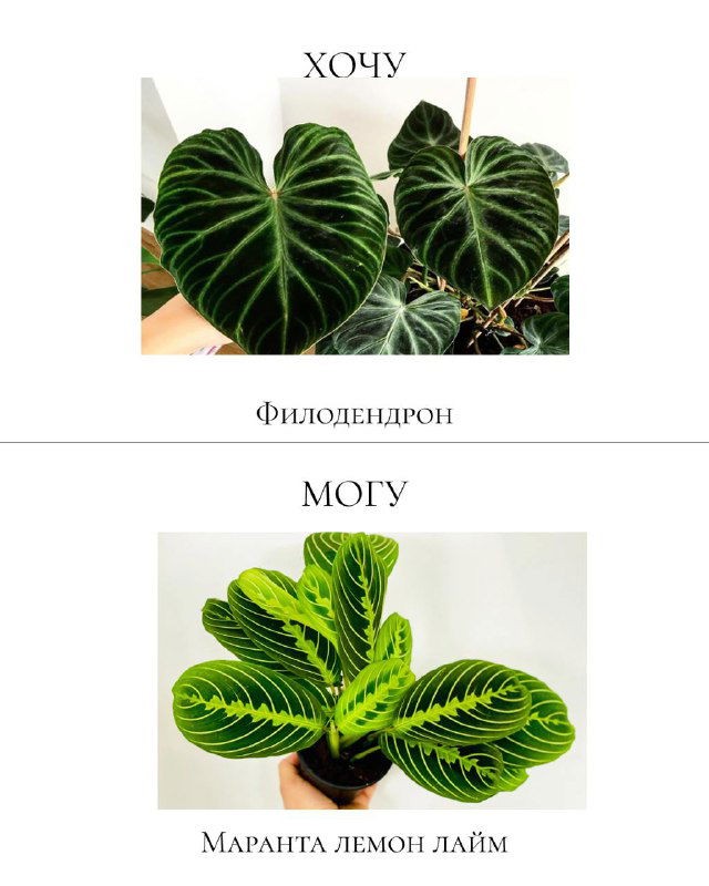 Карточка сравнения: сверху филодендрон с крупными бархатными сердцевидными листьями, снизу марранта 'Lemon Lime' с яркой рисунчатой листвой как альтернатива