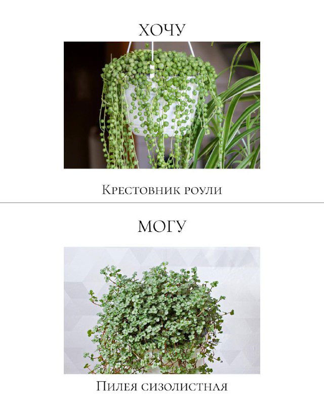 Карточка сравнения: сверху крестовник Роули с висящими «бусами», снизу пилея сизолистная как компактная и более безопасная альтернатива для домашних питомцев