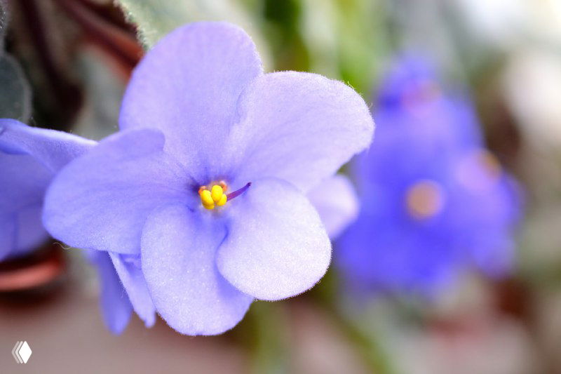 Крупный план сиреневого цветка фиалки в горшке на светлом размытом фоне; видны бархатистые лепестки и жёлтые тычинки, домашняя обстановка.