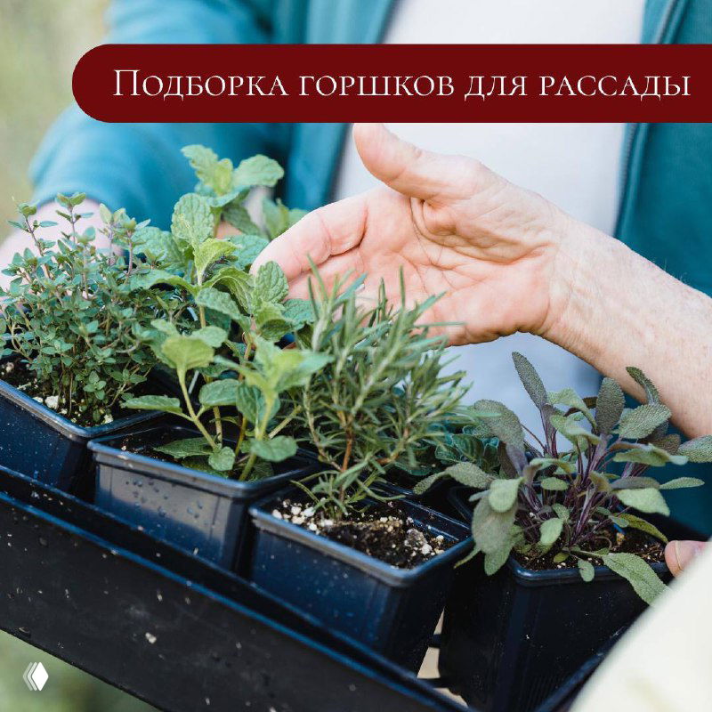 Поднос с рассадой в квадратных тёмных пластиковых горшочках; рядом рука человека, крупный план подготовки рассады перед сезоном.