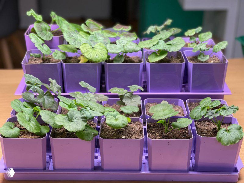 Ряды рассады пеларгонии в фиолетовых пластиковых горшках на поддоне — молодые зелёные растения в домашней обстановке.