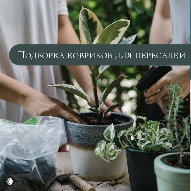 Рабочая сцена пересадки растений: горшки, руки, рассыпанная земля и защитный коврик — демонстрация удобства и чистоты процесса.