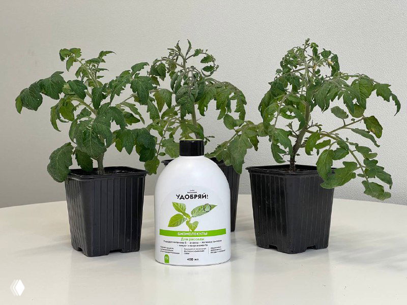 Три горшечных саженца томатов на светлом фоне и флакон удобрения «Удобряй!» на переднем плане, иллюстрация подкормки рассады