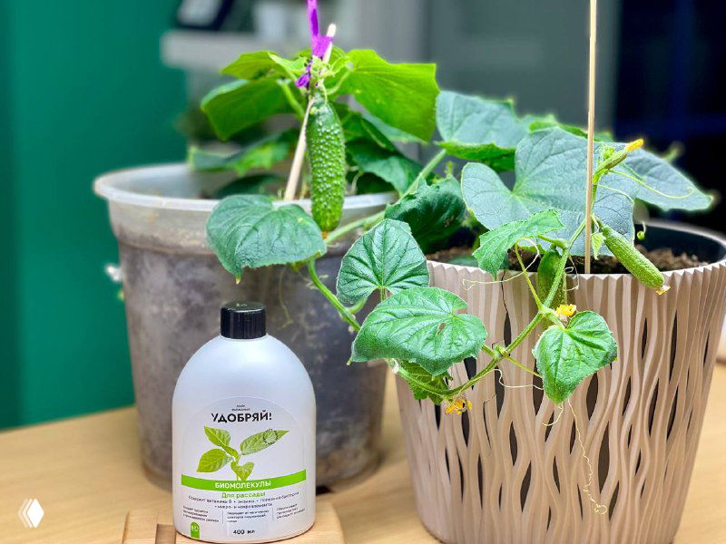 Молодые растения огурцов в горшках на подоконнике рядом с бутылкой удобрения «Удобряй» для рассады; иллюстрация подкормки и объёма горшков.