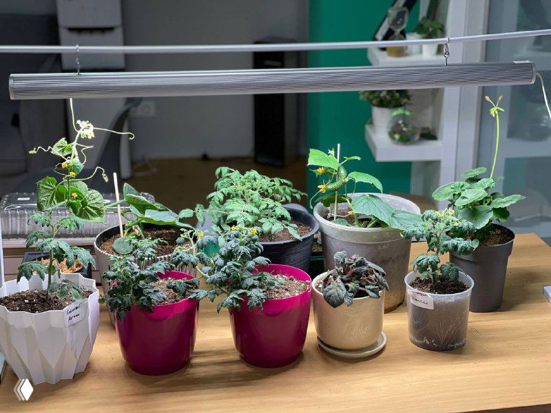 Несколько горшков с молодой рассадой на подоконнике под фитолампой; видны разные листья, ёмкости и условия выращивания