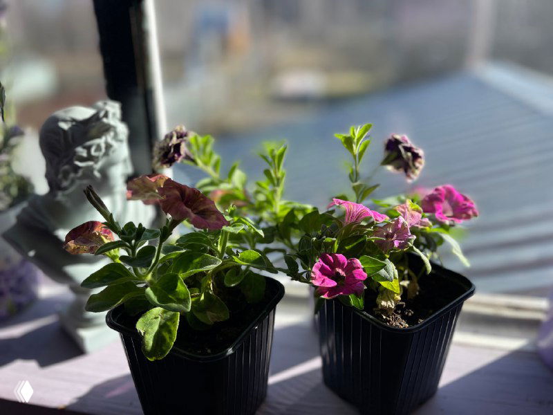 Две маленькие петунии в пластиковых горшках на подоконнике при дневном свете рядом с фитолампой — видны зеленые листья и розовые цветы.