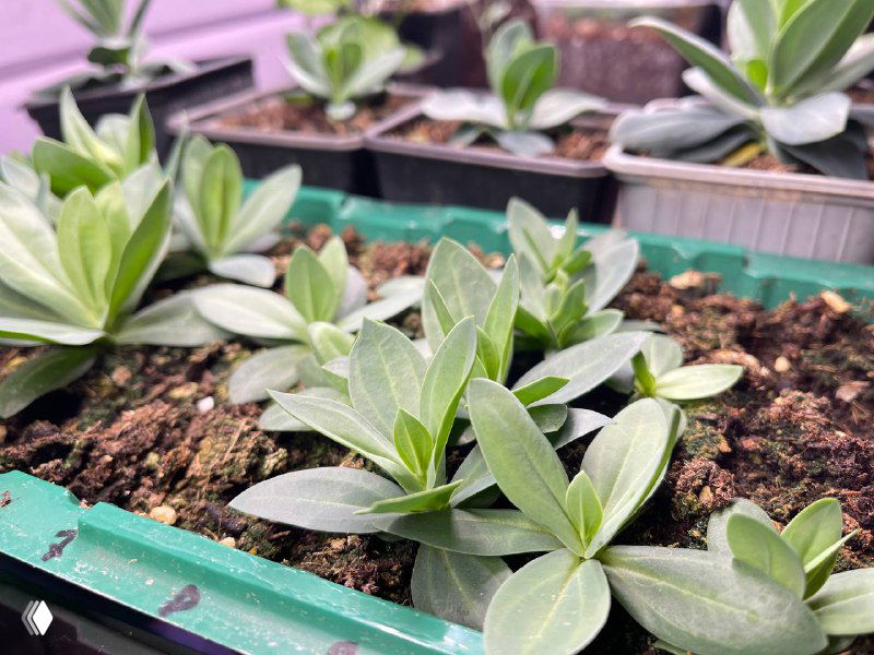 Контейнер с молодыми всходами эустомы: мелкие зелёные розетки листьев на поверхности питательного грунта в лотке для рассады в теплице.