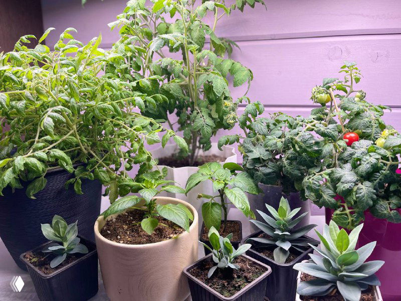 Горшки и контейнеры с рассадой и суккулентами на подоконнике у фиолетовой стены, пример размещения растений перед перевозкой.