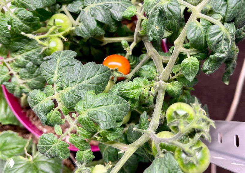 Куст томата с мелкими плодами и листьями, на которых видны сухие желтые и коричневые пятна — пример естественного пожелтения и повреждений листьев