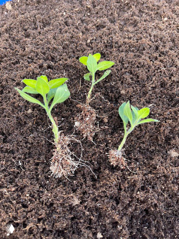 Три молодых укоренившихся черенка петунии с видимыми тонкими корнями, лежащие на рыхлом бедном субстрате, готовые к пересадке.