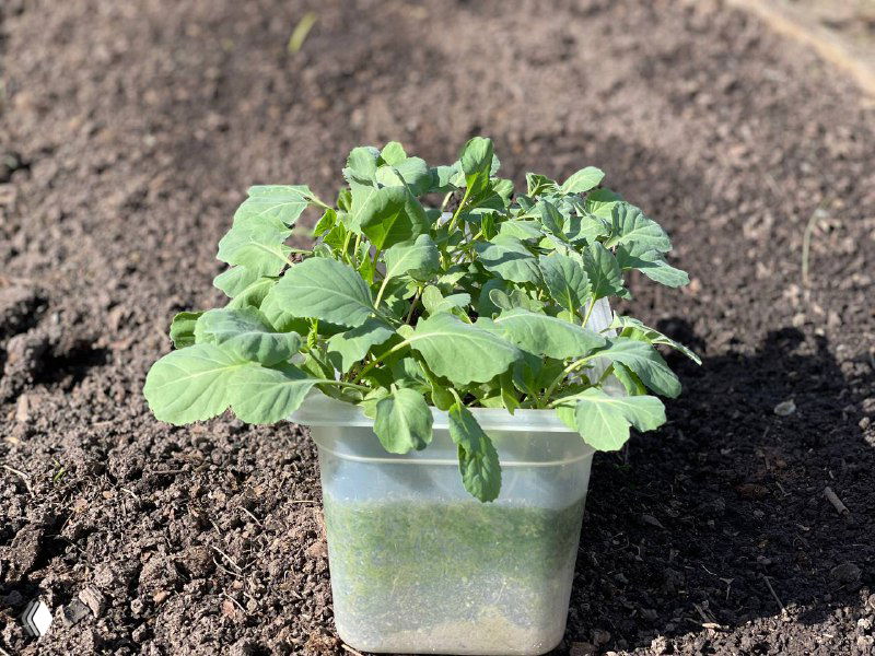 Молодая рассада капусты в прозрачной пластиковой ёмкости на грядке, зелёные листья и часть почвы перед высадкой в грунт
