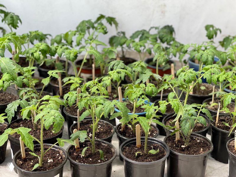 Ряды молодых саженцев в отдельных пластиковых горшках на столе, видны компактные контейнеры и слабые стебли перед перевозкой на дачу.