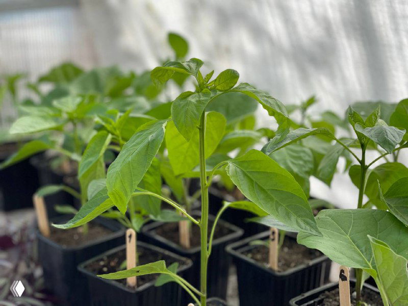 Молодые саженцы в пластиковых горшочках в парничке: ряд контейнеров с зелёными листьями перцев и метками