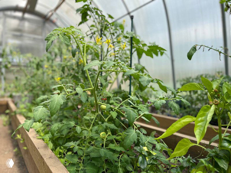 Переросшие томаты в теплице на приподнятых грядках, зелёные растения с побегами и плодами — иллюстрация траншейного способа посадки.