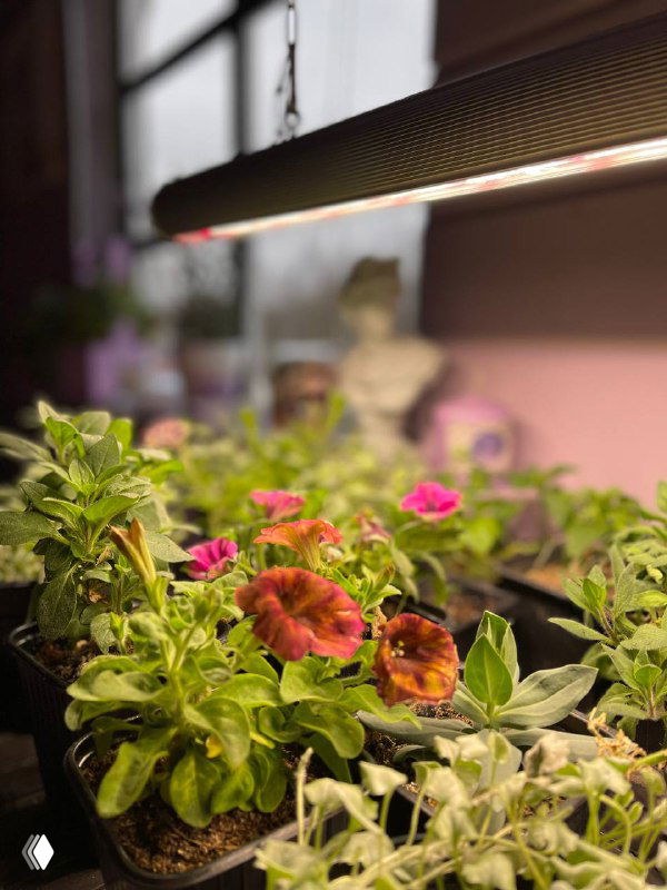 Крупный план группы комнатных растений и цветущих петуний под подвесной линейной фитолампой, показано распределение искусственного света над горшками.