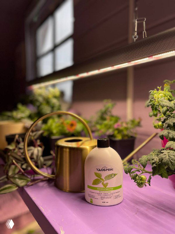 Подоконник с растениями и рабочим местом для ухода: фитолампа сверху, лейка и бутылка удобрения на переднем плане, демонстрация досветки рассады.