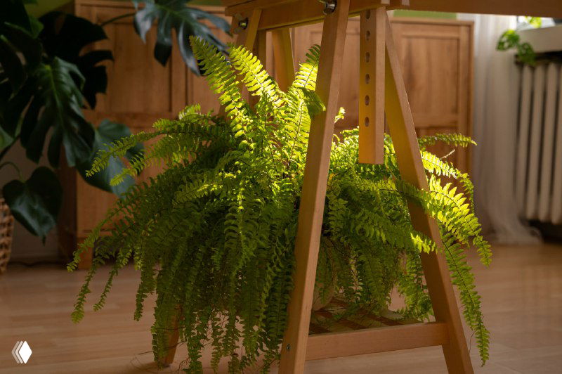 Комнатный папоротник с густыми зелёными вайями на деревянной подставке в уютном интерьере при рассеянном свете, декоративное растение.
