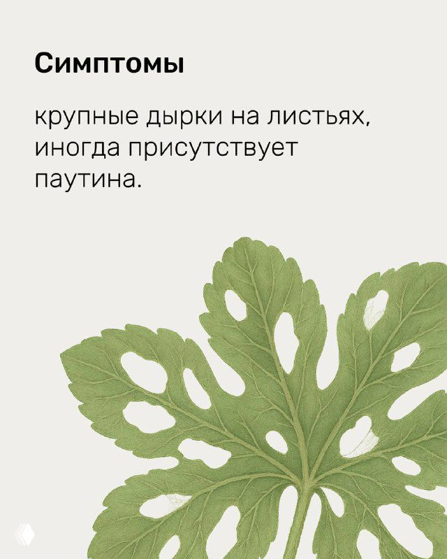Слайд памятки: крупный лист с отверстиями и указанием симптомов — показывается повреждение листьев и присутствие паутины на растении.