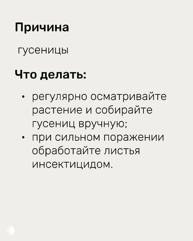 Слайд с указанием причины повреждений — гусеницы, и список мер: регулярный осмотр, ручной сбор гусениц, обработка листьев инсектицидом при сильном поражении.