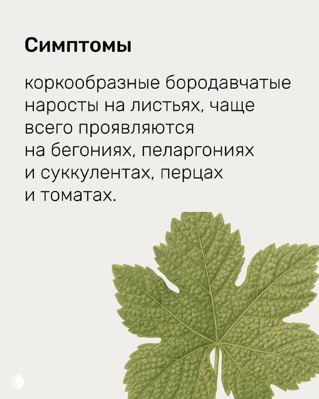 Слайд о симптомах: коркообразные бородавчатые наросты на листьях, пример на бегониях, пеларгониях и суккулентах, иллюстрация повреждённого листа.