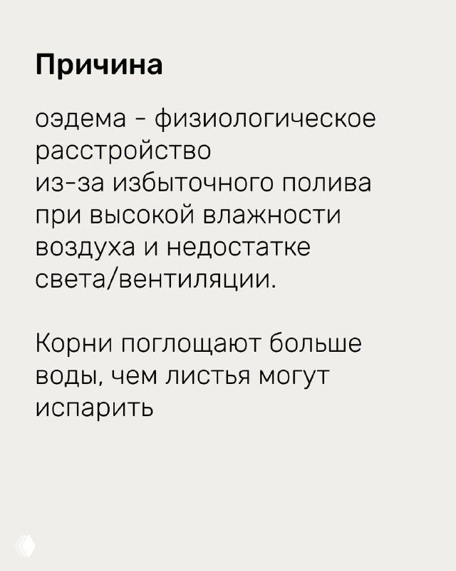 Слайд с объяснением причины отёка: физиологическое расстройство из‑за избыточного полива и высокой влажности воздуха, корни поглощают больше воды, чем листья могут испарить.