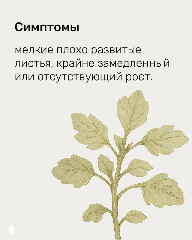 Слайд с описанием симптомов: изображение растения и текст о мелких, плохо развитых листьях и замедленном росте, обучающая графика.