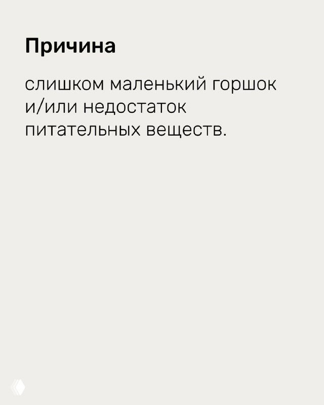 Слайд с причиной проблемы: текст объясняет, что причиной может быть слишком маленький горшок и/или дефицит питательных веществ, простая иллюстрация.
