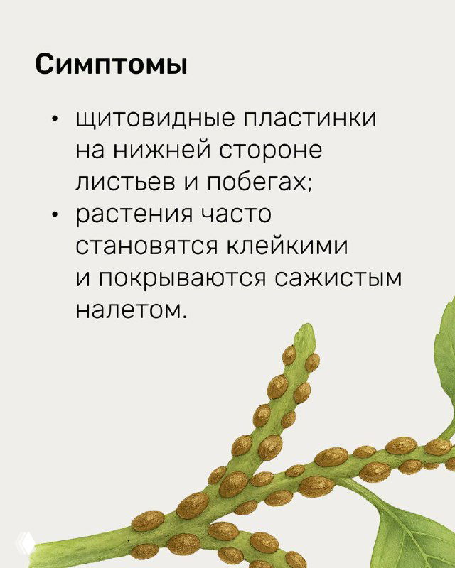 Слайд о симптомах, связанных со щитовками: иллюстрация ветки с мелкими бляшками и текст о щитовидных пластинках на нижней стороне листьев и побегов.