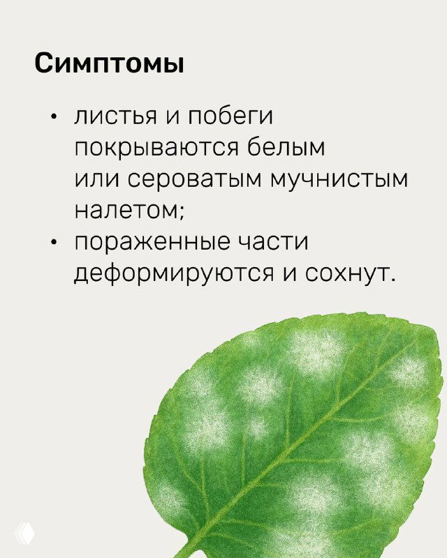 Слайд про симптомы мучнистой росы: изображение листа с белым мучнистым налетом и описание деформации и засыхания поражённых частей растения.
