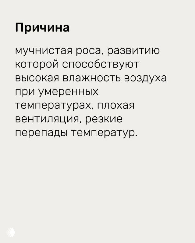 Слайд с причинами развития мучнистой росы: высокая влажность при умеренных температурах, плохая вентиляция и резкие перепады температуры, инфографика.