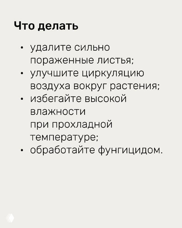 Слайд с практическими рекомендациями при мучнистой росе: удаление поражённых листьев, улучшение циркуляции воздуха и обработка фунгицидом при необходимости.