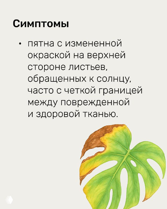 Страница с заголовком «Симптомы» и рисунком листа: описаны пятна на верхней стороне листьев, характерные для солнечных ожогов.