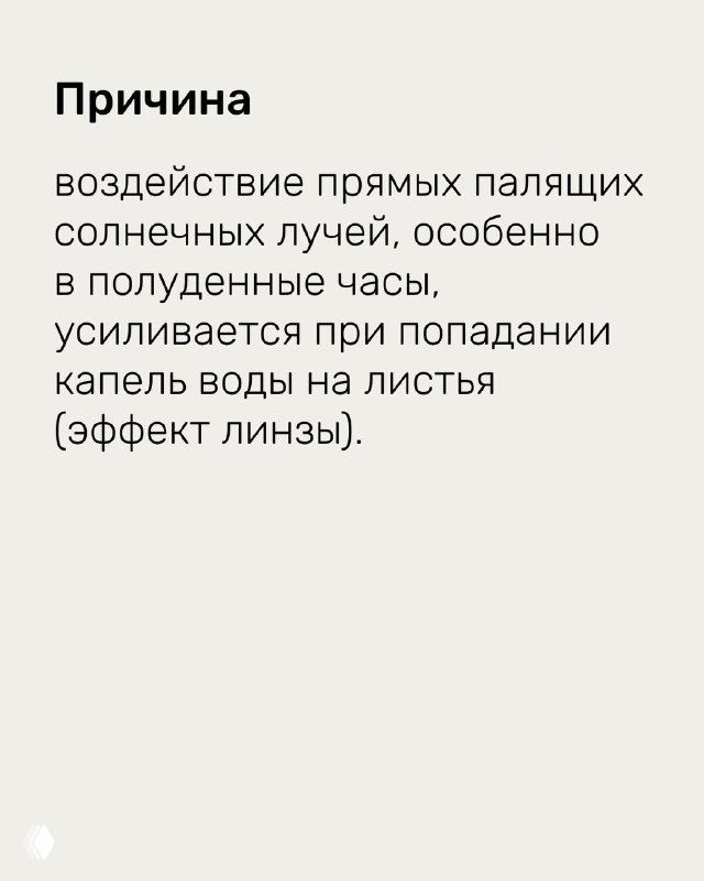 Текстовая страница памятки объясняет причину повреждений — прямые палящие солнечные лучи и эффект линзы при попадании капель воды на листья.